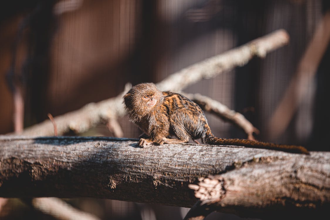 A Pygmy Marmoset monkey